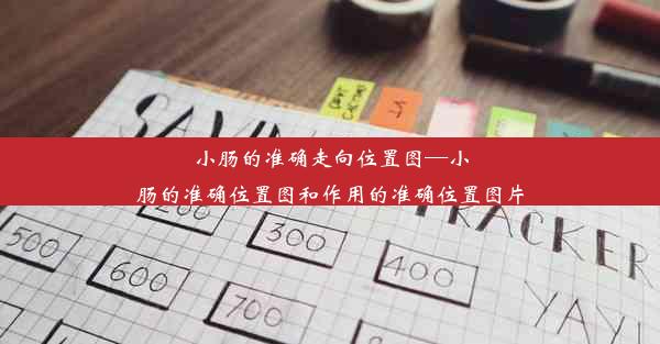 小肠的准确走向位置图—小肠的准确位置图和作用的准确位置图片